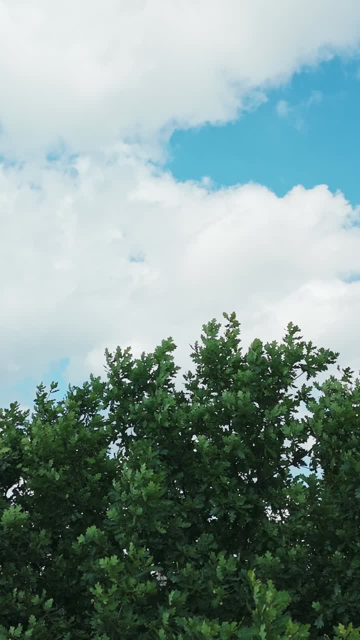 Vertical view captures oak tree gently moving in the wind under a cloudy blue sky