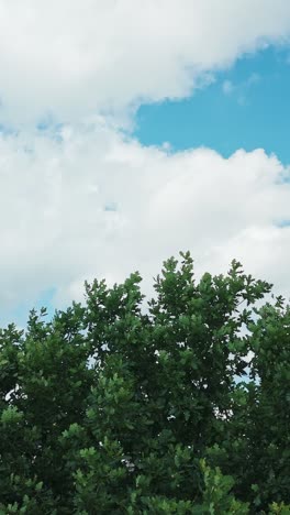 vertical view captures oak tree gently moving in the wind under a cloudy blue sky