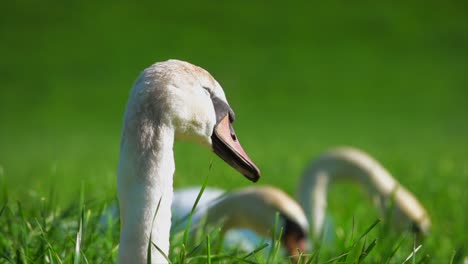 Squatter-sweet-young-swans-eating-on-the-field-at-the-plants