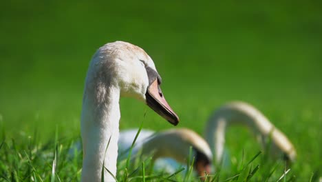 squatter sweet young swans eating on the field at the plants