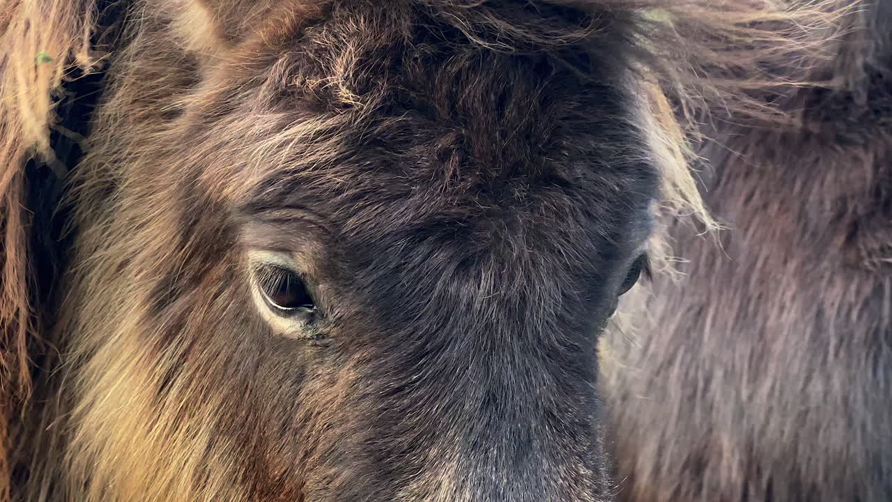 Primo piano degli occhi di pony scuri al tramonto, in una fattoria olandese