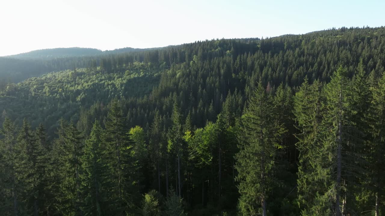 Vista aerea di una foresta verde e rigogliosa su una montagna