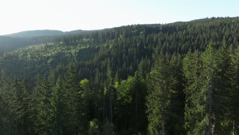 aerial view of a lush green forest on a mountain