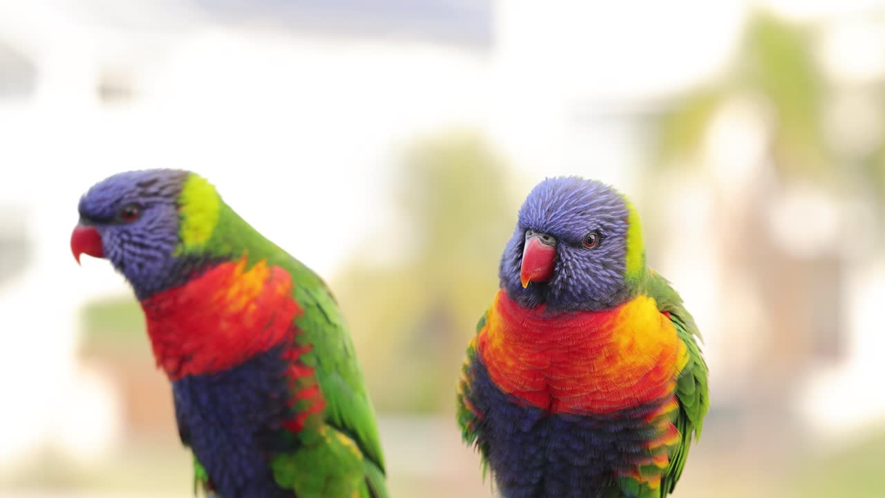 Two vibrant rainbow lorikeets interact playfully in a bright, natural setting with soft lighting and blurred background