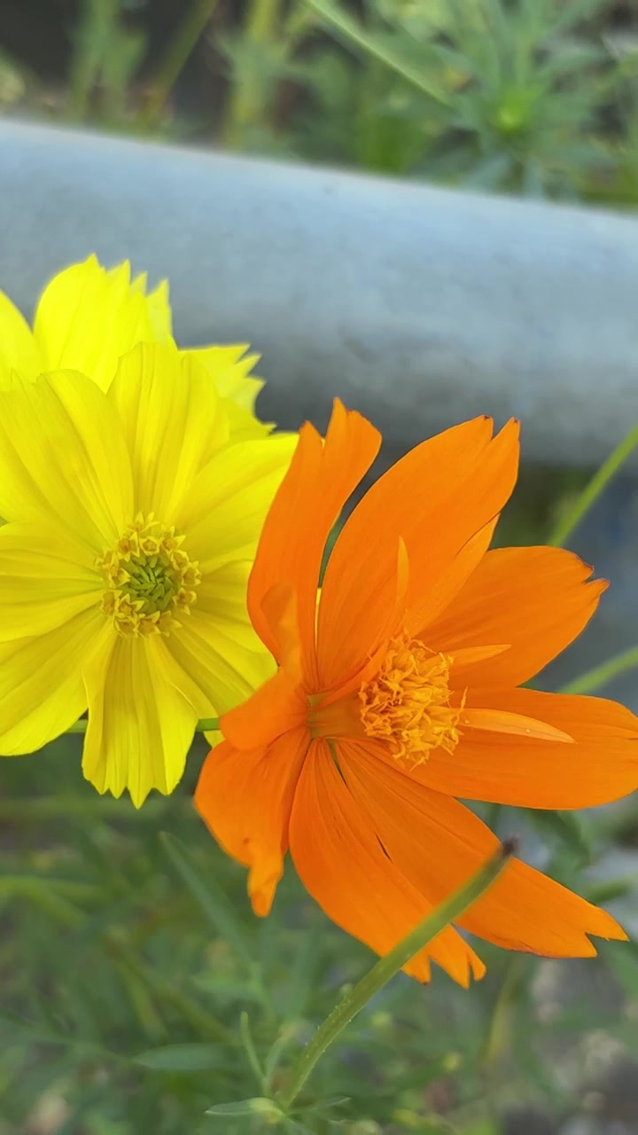 Primo piano di fiori di Cosmos gialli e arancioni che ondeggiano dolcemente.