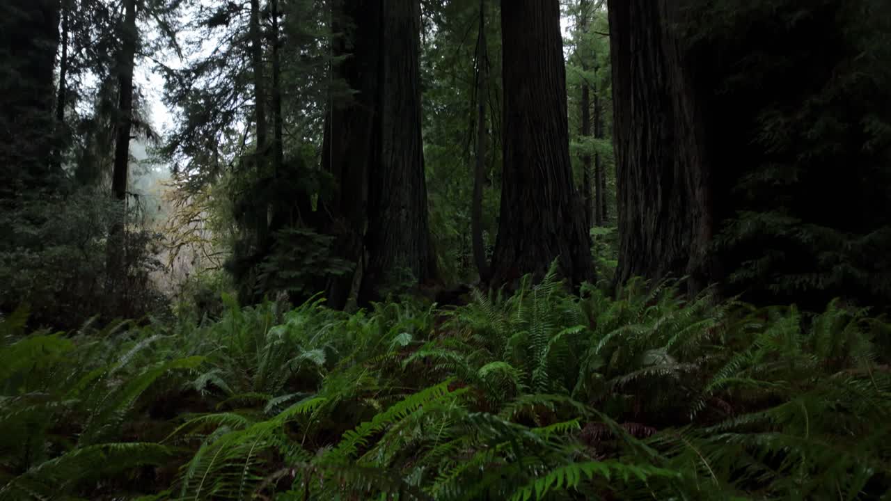 Gimbal wide tilting up shot of a grove of massive redwoods trees in Prairie Creek Redwoods State Park, California. 4K