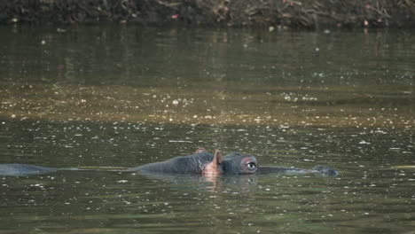 closeup of hippopotamus immersed in the water in africa