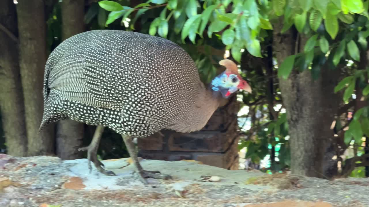 southern African Helmeted Guinea Fowl