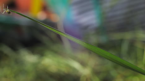 araña arrastrándose a lo largo de la hoja, día soleado, tiro medio reino unido