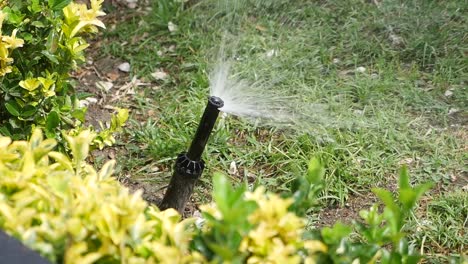 regar el jardín con rociadores