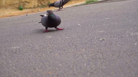 Paloma-Con-El-Nombre-Científico-Columbidae-Alimentándose-De-Migas-De-Pan-En-Un-Asfalto,-Cámara-Lenta