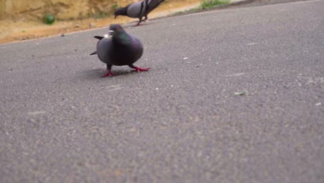 paloma con el nombre científico columbidae alimentándose de migas de pan sobre asfalto, cámara lenta