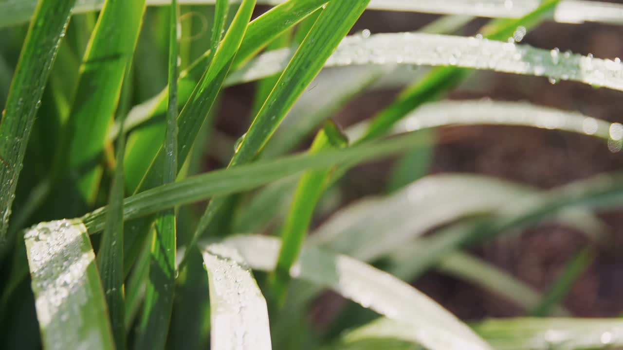 잔디에 물방울 4k 4k