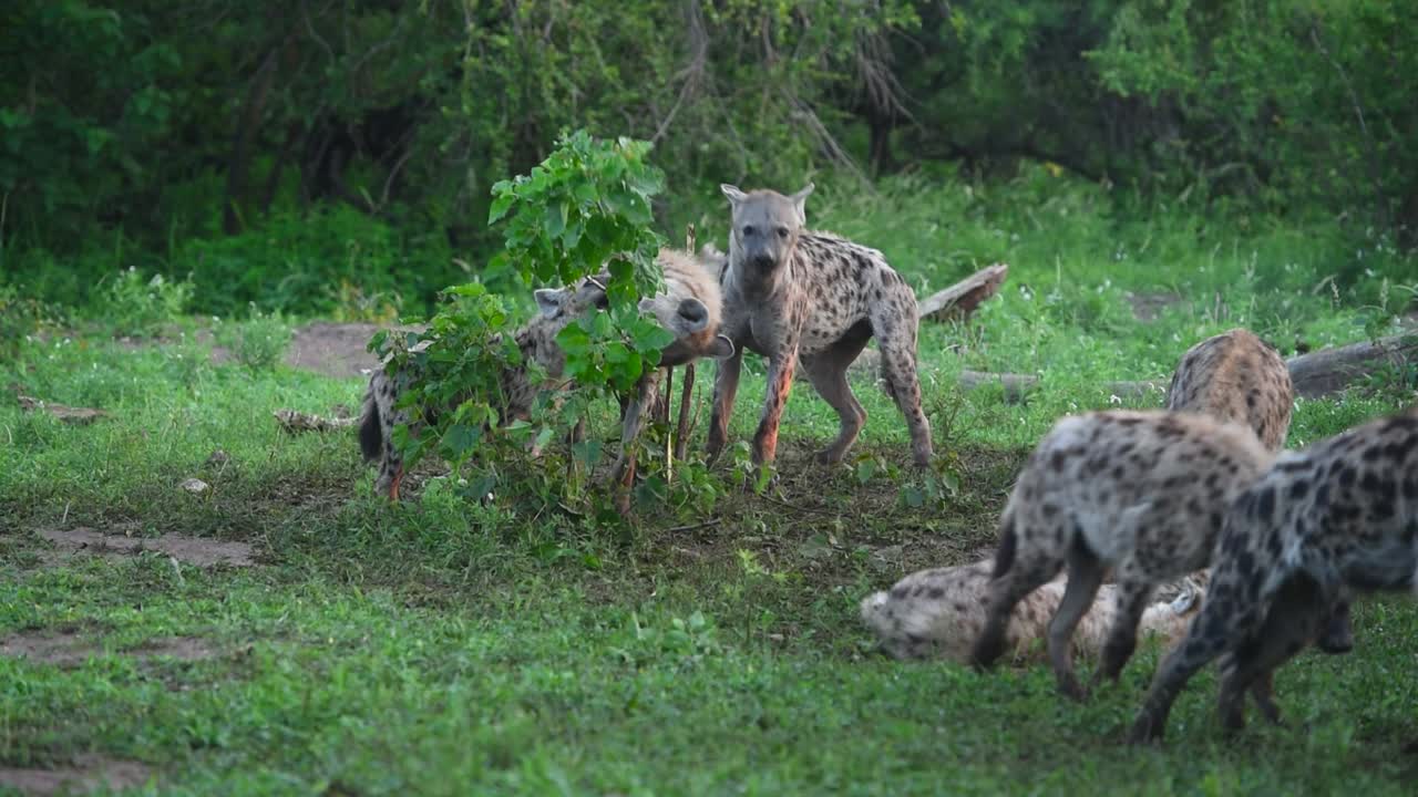 보츠와나 마샤투 게임 리저브에서 작은 나무를 가지고 노는 어린 점박이 하이에나 일족의 넓은 사진