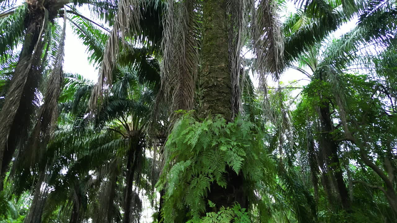 tomada de palma de aceite en una plantación, tailandia
