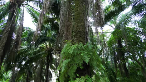 Circle-crane-shot-of-oil-Palm-tree-in-plantation,-Thailand