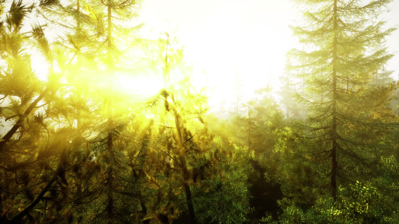 Bright sunlight filters through pine trees in a serene forest landscape