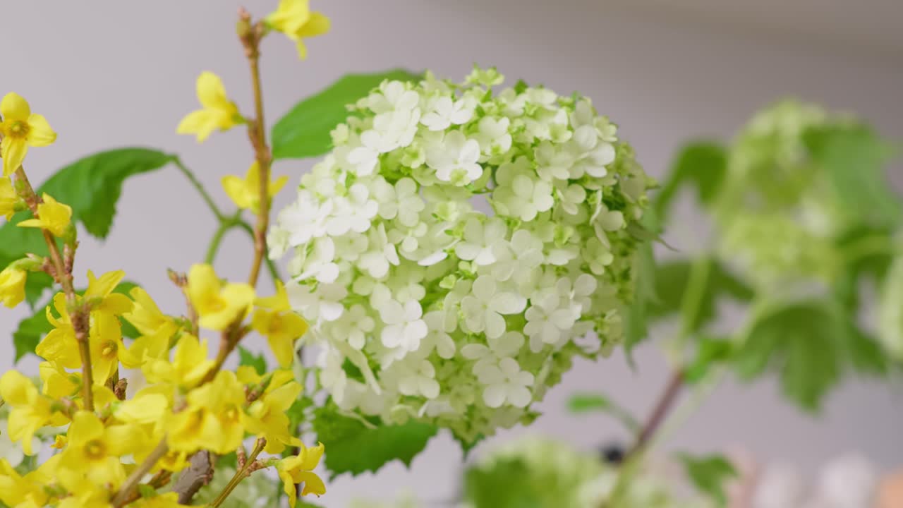 A smooth right-to-left dolly shot with a dramatic rack focus, shifting from a large, white Viburnum flower to a vibrant yellow Forsythia bouquet in a shop