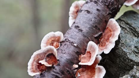 Primer-Plano-De-Hongos-Que-Crecen-En-La-Rama-De-Un-árbol-Forestal,-Texturas-Detalladas-Evidentes