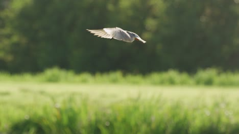 lapwing in flight over a meadow