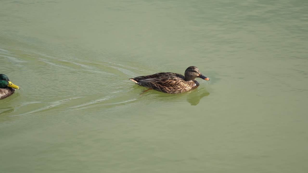 Due anatre che competono tra loro