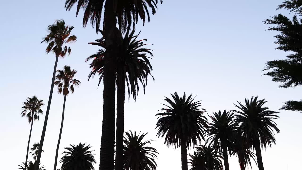 Palm trees silhouetted against a Melbourne sunset