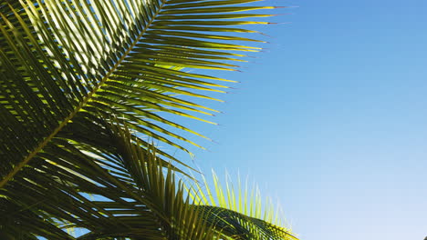 tropical palm fronds swaying gently against a sunny blue sky in jamaica, upward angle orbit