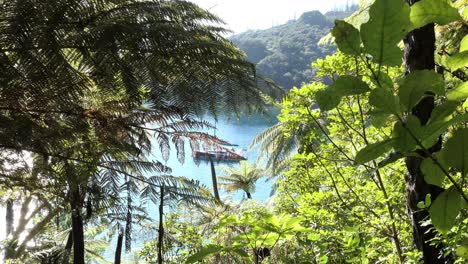 Peeking-through-lush-green-vegetation-towards-yacht-at-anchor-in-beautiful-blue-water---Camp-Bay,-Endeavour-Inlet