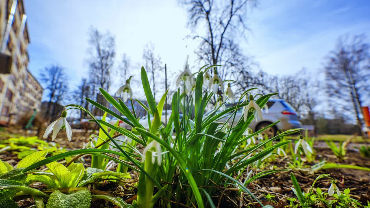 Delicate snowdrops move gently in warm spring breeze near old panel housing, 4K