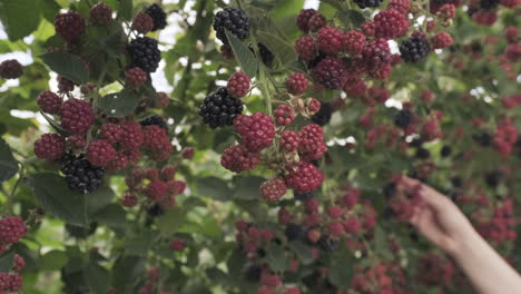 Brombeeren-Von-Hand-Pflücken.-Handheld,-Flacher-Fokus