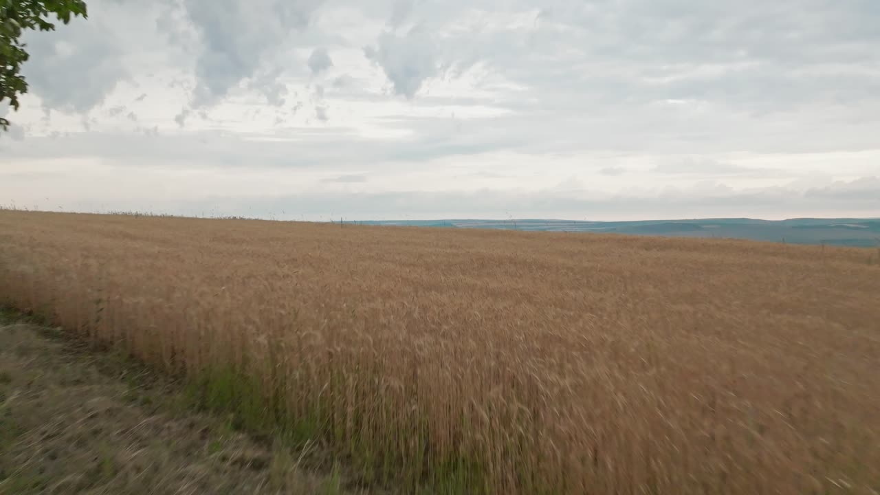 largo movimiento hacia atrás que cambia las perspectivas de un paisaje con campos verdes a través de un campo de trigo tráfico de coches árboles marco un operador de avión no tripulado está relajándose en la naturaleza tomando fotos de la vista