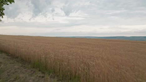 Lange-Rückwärtsbewegung,-Die-Die-Perspektive-Von-Einer-Landschaft-Mit-Grünen-Feldern-über-Ein-Weizenfeld-Hin-Zum-Verkehr-Von-Autos-Und-Bäumen-ändert.-Ein-Drohnenführer-Entspannt-Sich-In-Der-Natur-Und-Fotografiert-Die-Umgebung