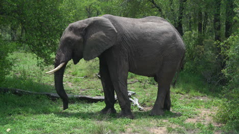 parque nacional kruger cinco grandes elefantes comiendo marula árbol sclerocarya birrea nueces con tronco largo sudáfrica vida silvestre exuberante temporada de lluvias primavera verano de día luz del sol cinematográfico todavía trípode