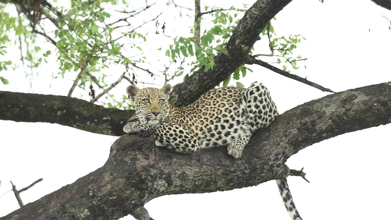 hermosa toma amplia de un leopardo somnoliento relajándose en una rama de un árbol, gran kruger