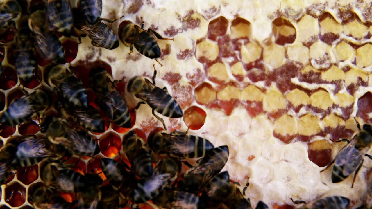 primer plano del marco de la abeja cubierto de abejas