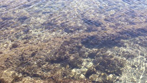 Close-up-photo-of-dead-coral-on-the-beach