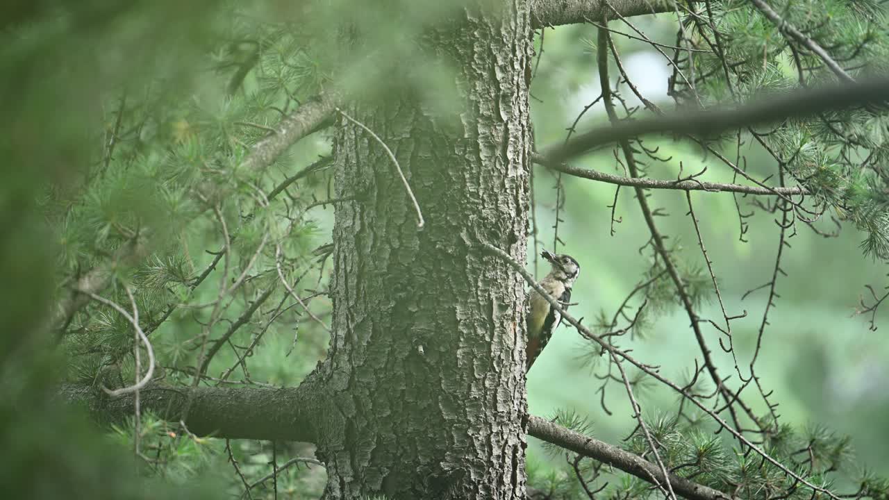 A Himalayan woodpecker is perched on a tree trunk, looking out into a lush green forest setting.