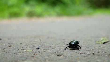 bung beetle on asphalt in forest