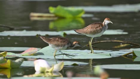 pheasant-tailed jacana - hydrophasianus chirurgus immature on water lily leaf