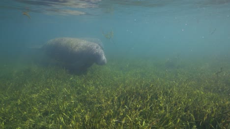 manatee swim past along green seaweed bottom