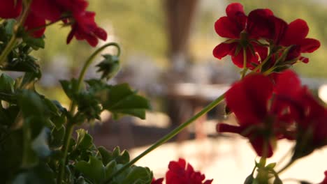 close up shot of roses in slowmotion