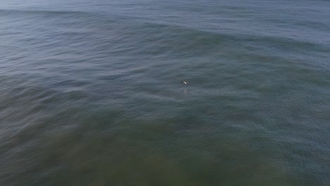 Antena:-Pelícano-Blanco-Americano-Buscando-Y-Cazando-Peces-En-El-Agua-Del-Estuario-Del-Mar