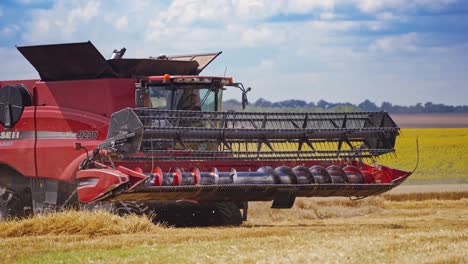 modern combine harvester on the field. red agricultural machine harvesting crop in the beautiful rural landscape in summer. agronomy concept.
