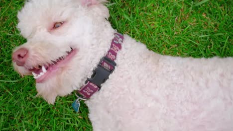 Puppy-playing-outdoor.-Cute-dog-lying-on-green-grass.-White-dog-turn-on-meadow