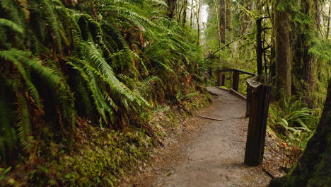 POV-of-a-Person-Walking-on-Trail-with-Moss-covered-Trees-and-Ferns-in-Hoh-Rainforest,-Washington,-USA