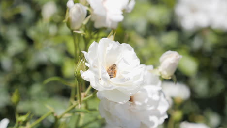 Abeja-En-Una-Hermosa-Rosa-Blanca,-De-Cerca