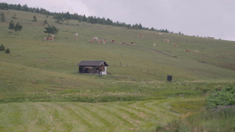 a view of a hut and busa cattle's are eating grass in the green field valley