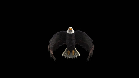 american bald eagle flying with alpha channel