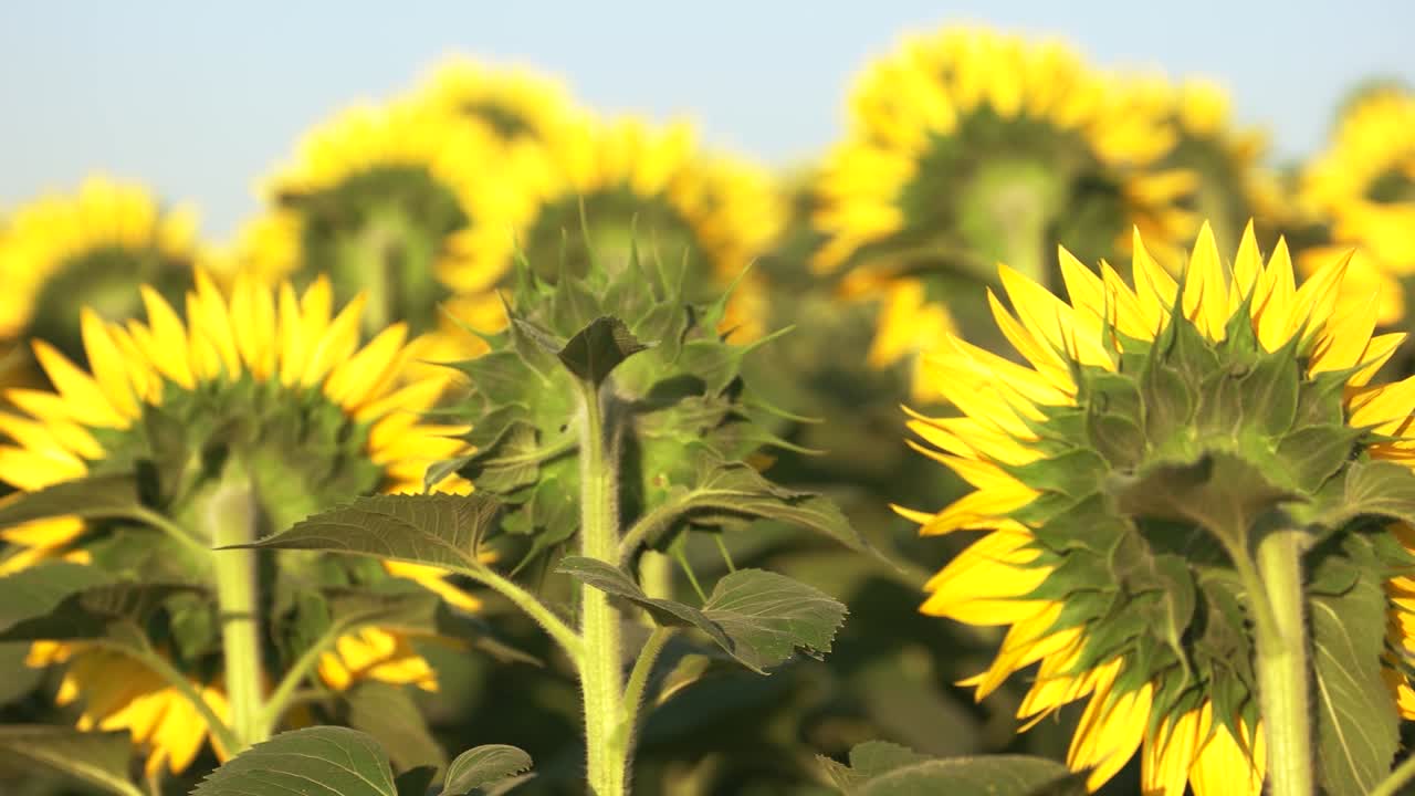 선플라워, 뒷면.