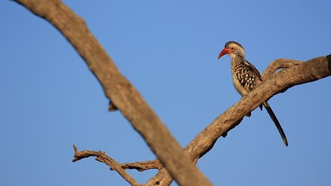 yellow-Billed-Hornbill-dances-on-his-evening-perch,-bright-blue-sky